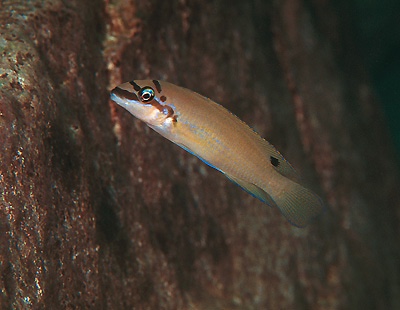 Chalinochromis brichardi 'Cape Chaitika'